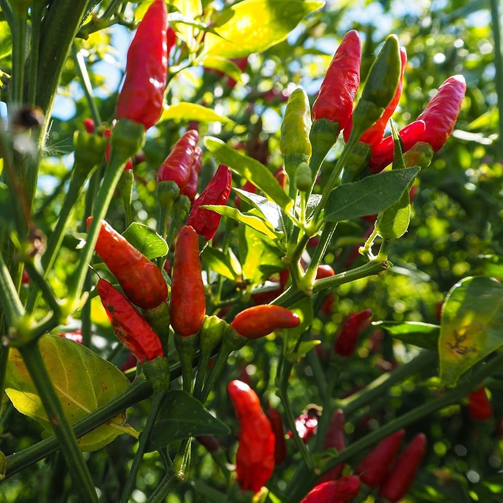 African Bird's Eye pepper plant grown from seeds with small, fiery red chili peppers
